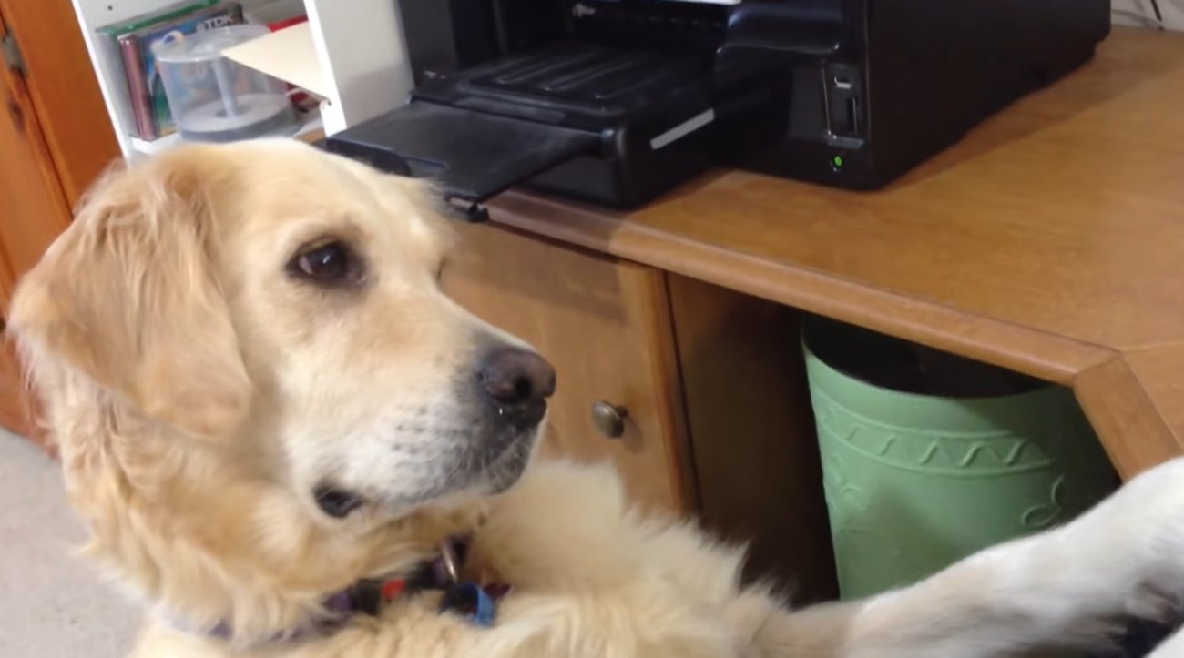 ゴールデンレトリーバー,動画