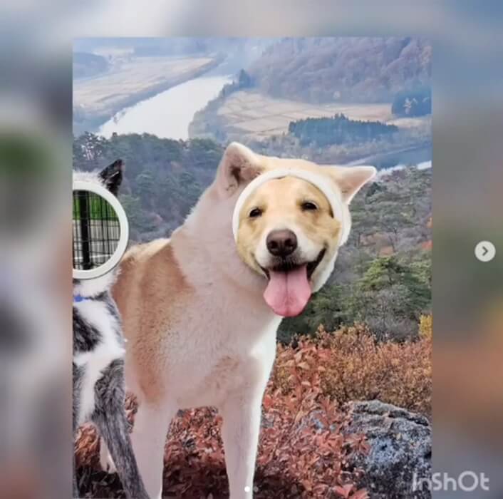 ゴールデンレトリーバー,動画