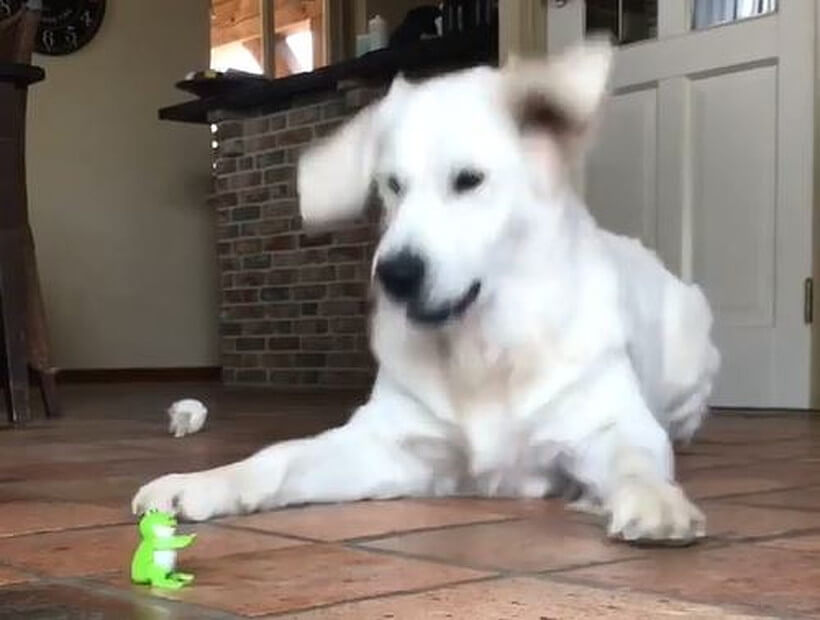 ゴールデンレトリーバー,動画