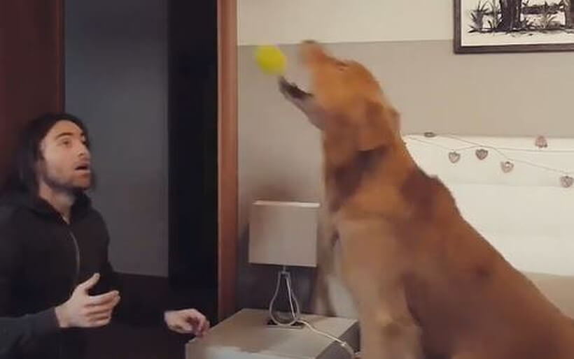 ゴールデンレトリーバー,動画