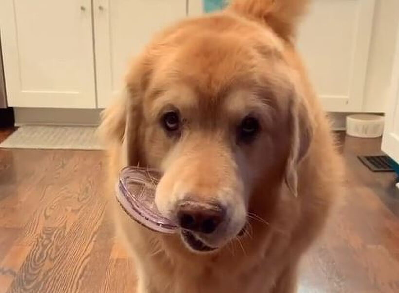 ゴールデンレトリーバー,動画