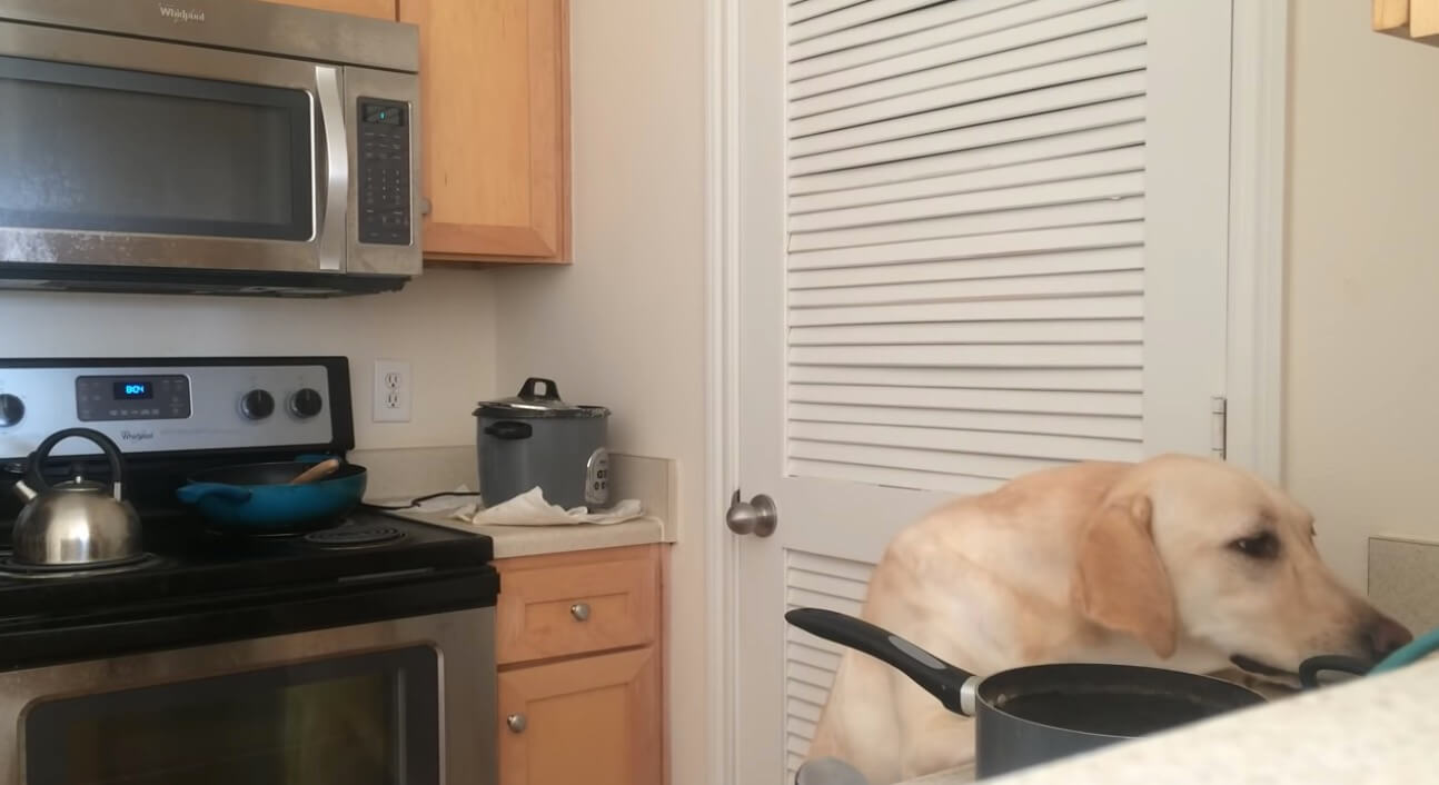 ラブラドールレトリーバー,動画