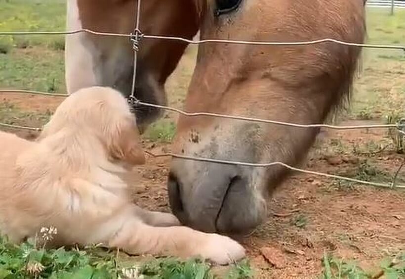 ゴールデンレトリーバー,動画