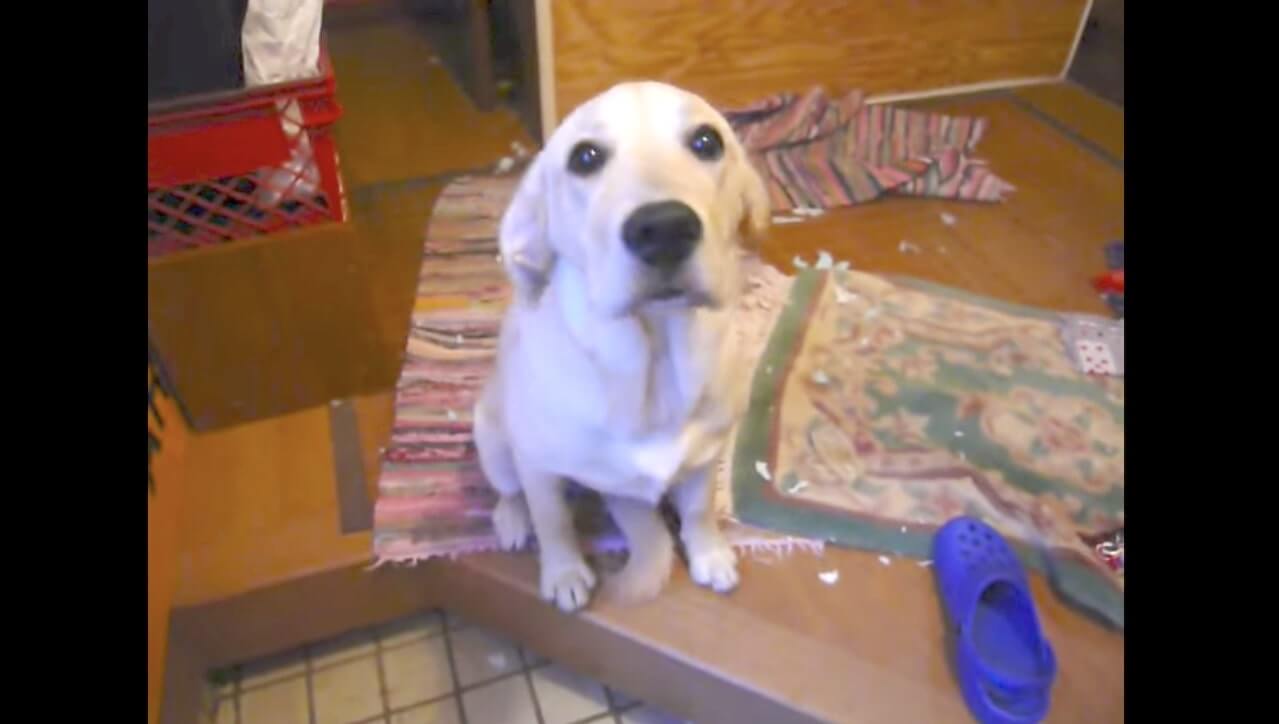 ラブラドールレトリーバー,動画