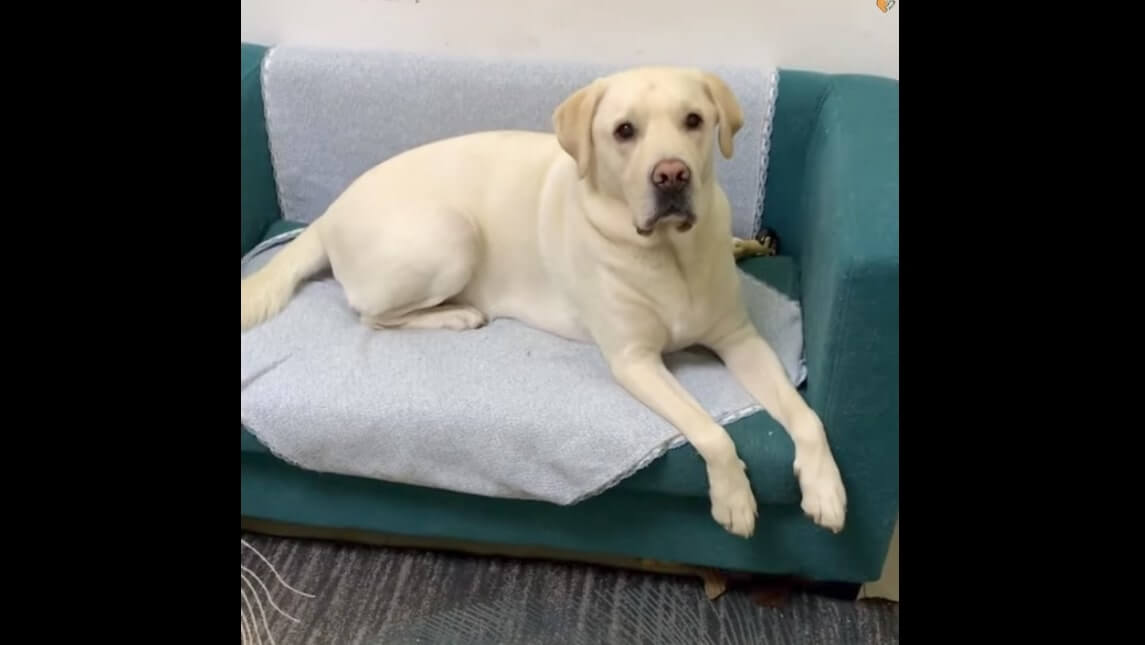 ラブラドールレトリーバー,動画