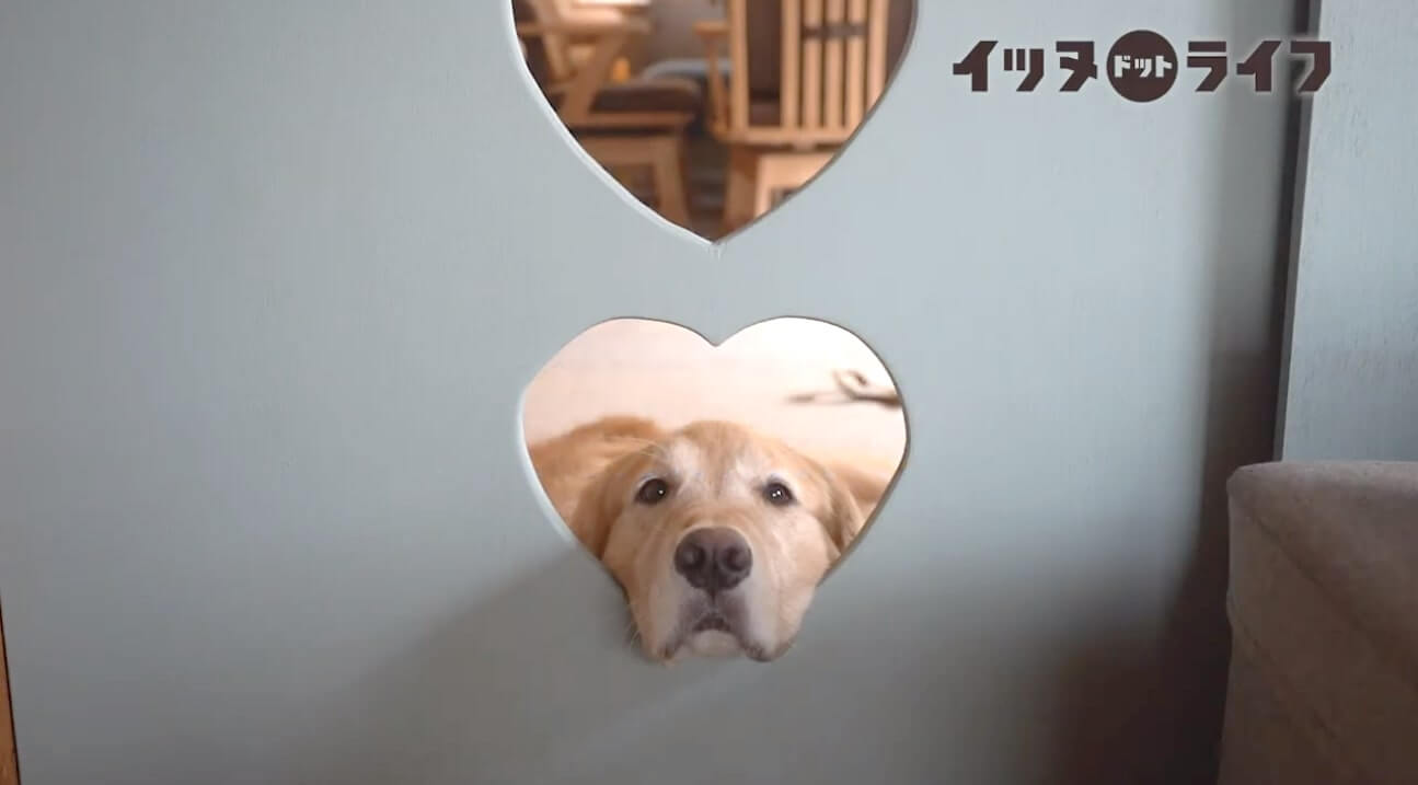 ゴールデン,動画,イッヌドットライフ