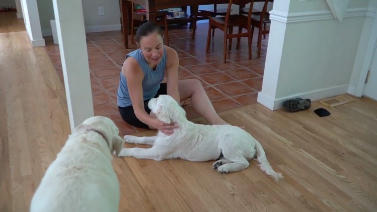 ラブラドールレトリーバー,動画