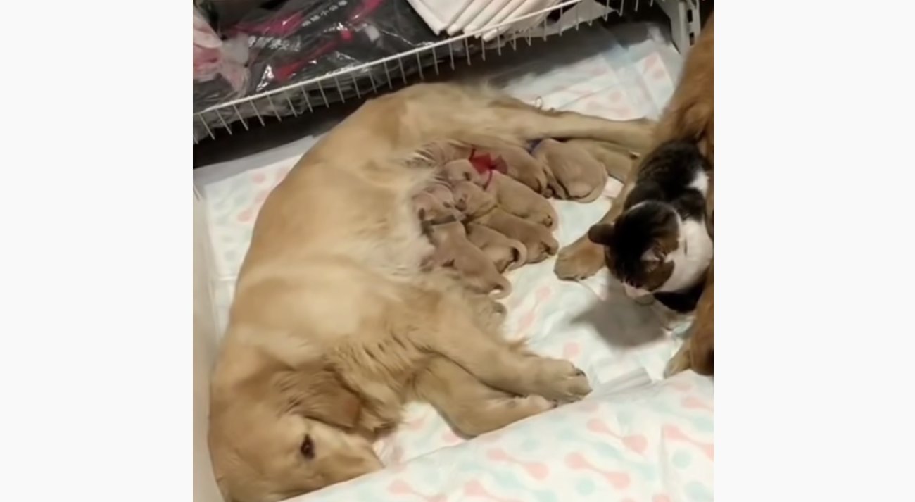 ゴールデンレトリーバー,動画