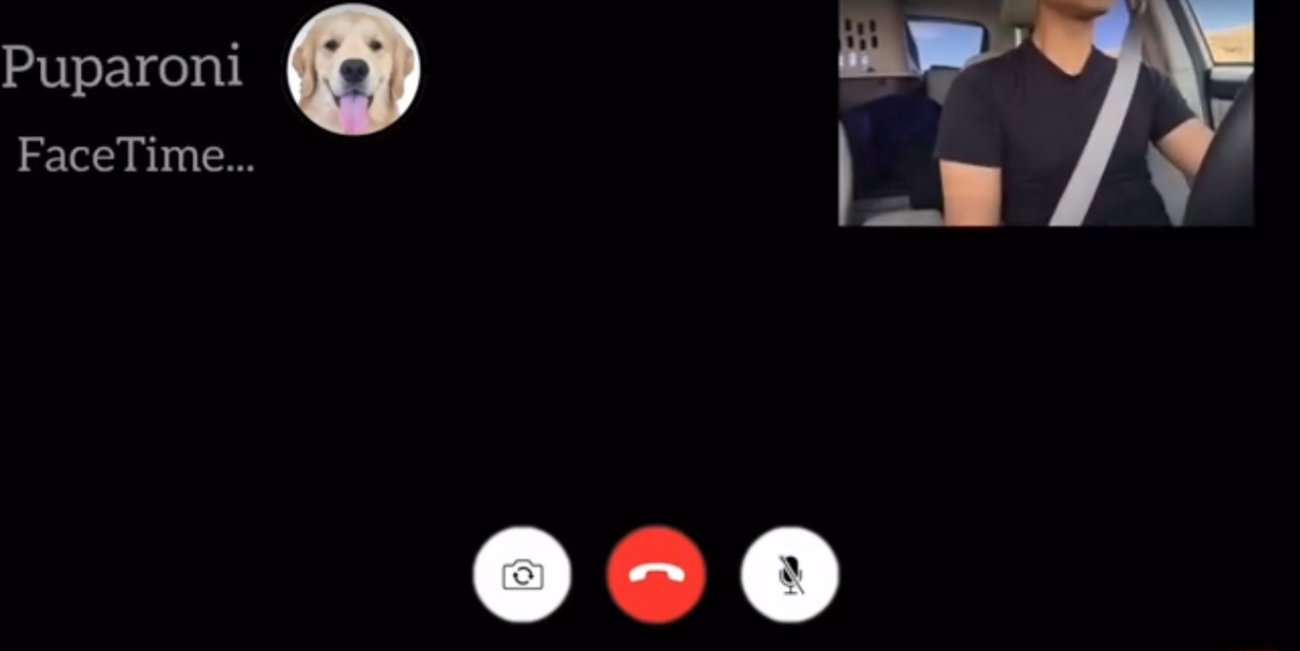 ゴールデンレトリーバー,動画