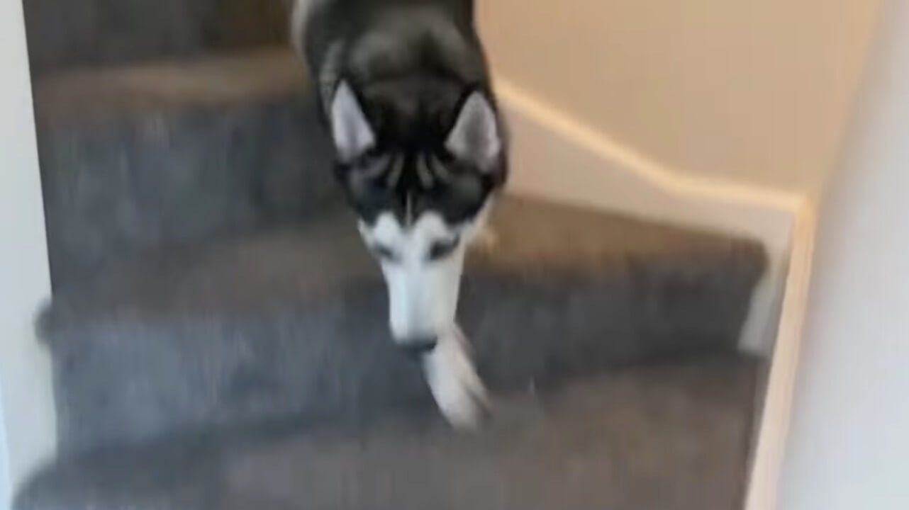 ラブラドールレトリーバー,動画