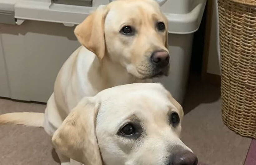 ラブラドールレトリーバー,動画