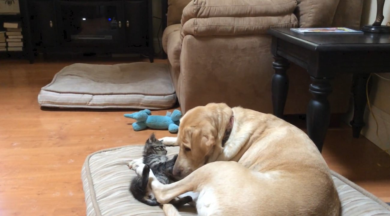 ラブラドールレトリーバー,動画