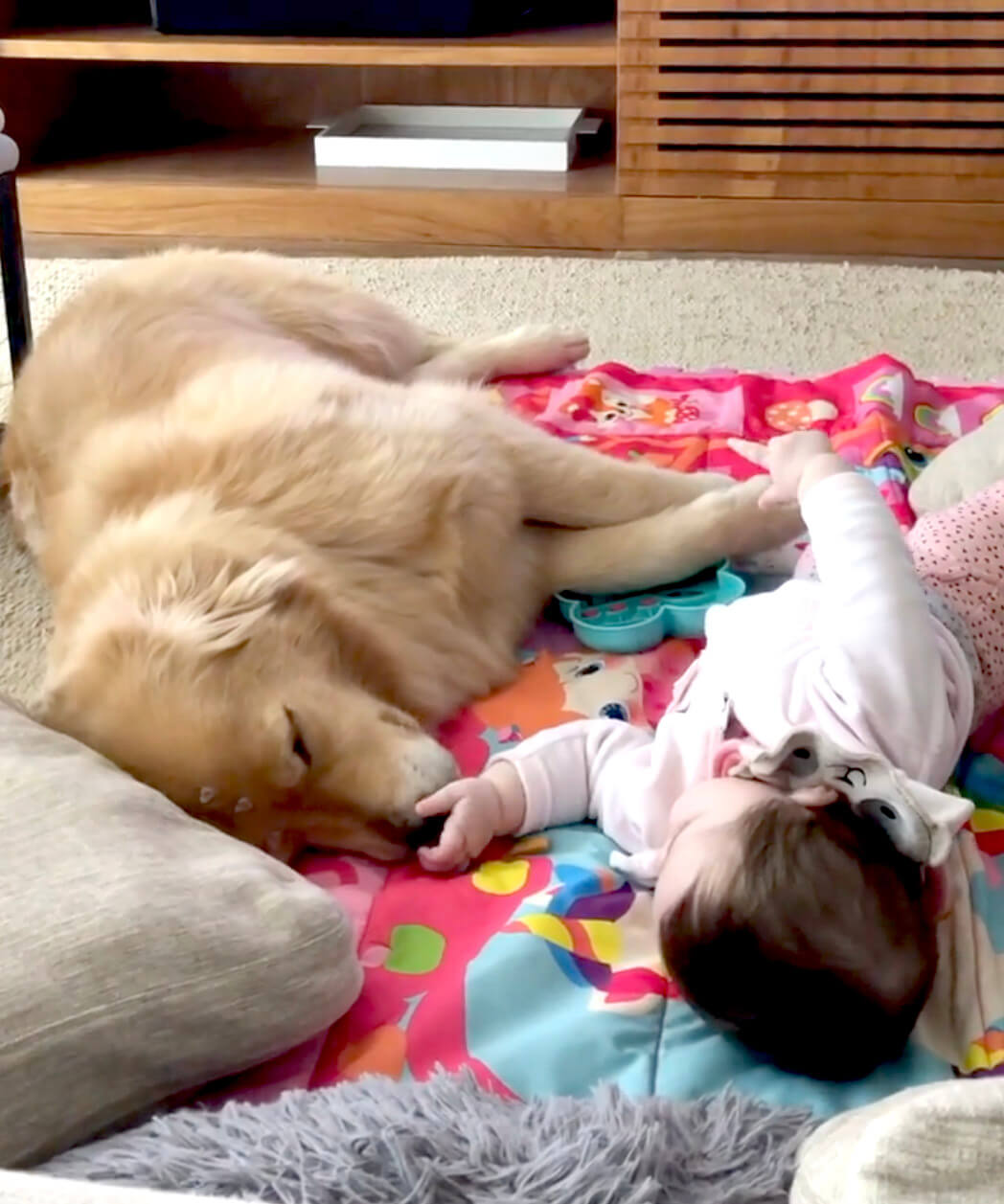 ゴールデンレトリーバー,動画