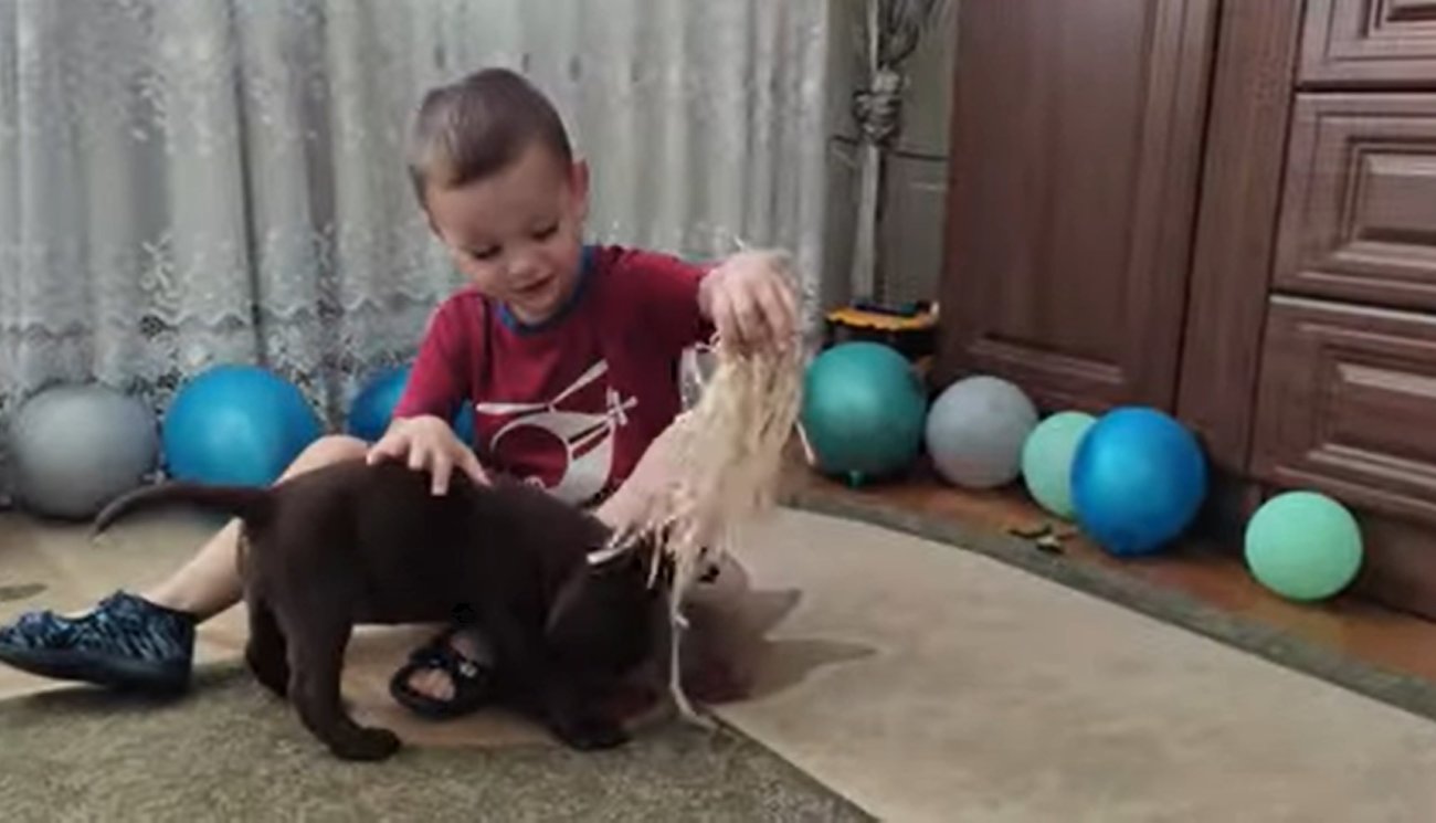 ラブラドールレトリーバー,動画