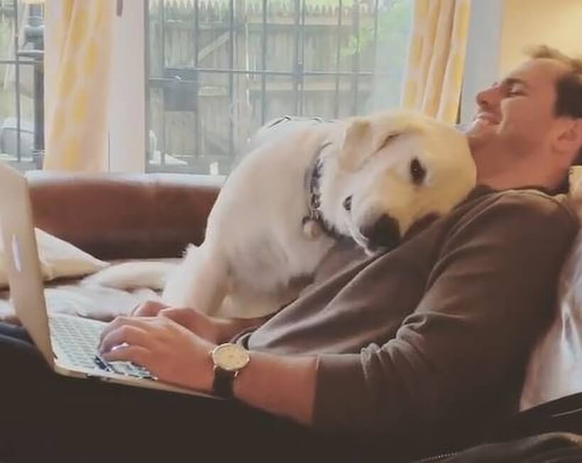 ゴールデンレトリーバー,動画