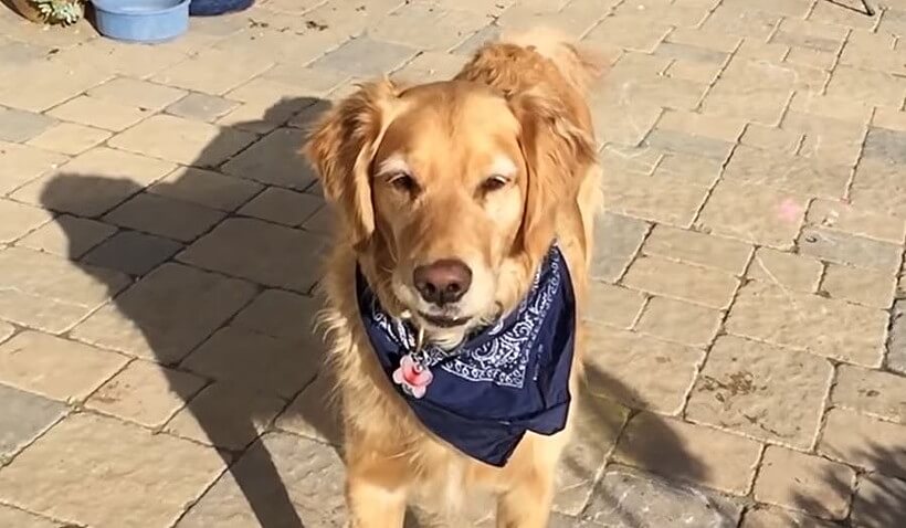 ゴールデンレトリーバー,動画