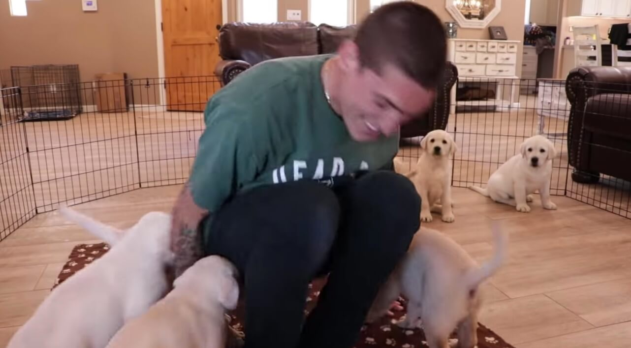 ラブラドールレトリーバー,動画