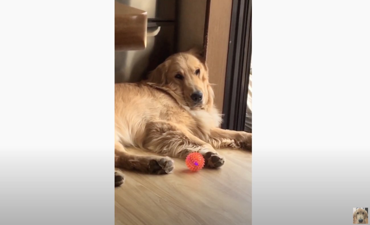 ゴールデンレトリーバー,動画