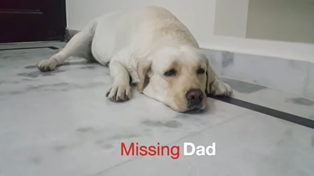 ラブラドールレトリーバー,動画