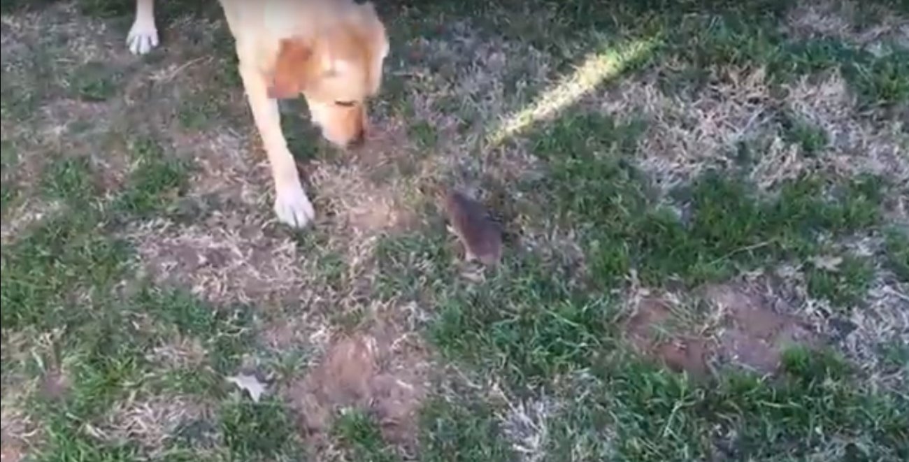 ラブラドールレトリーバー,動画