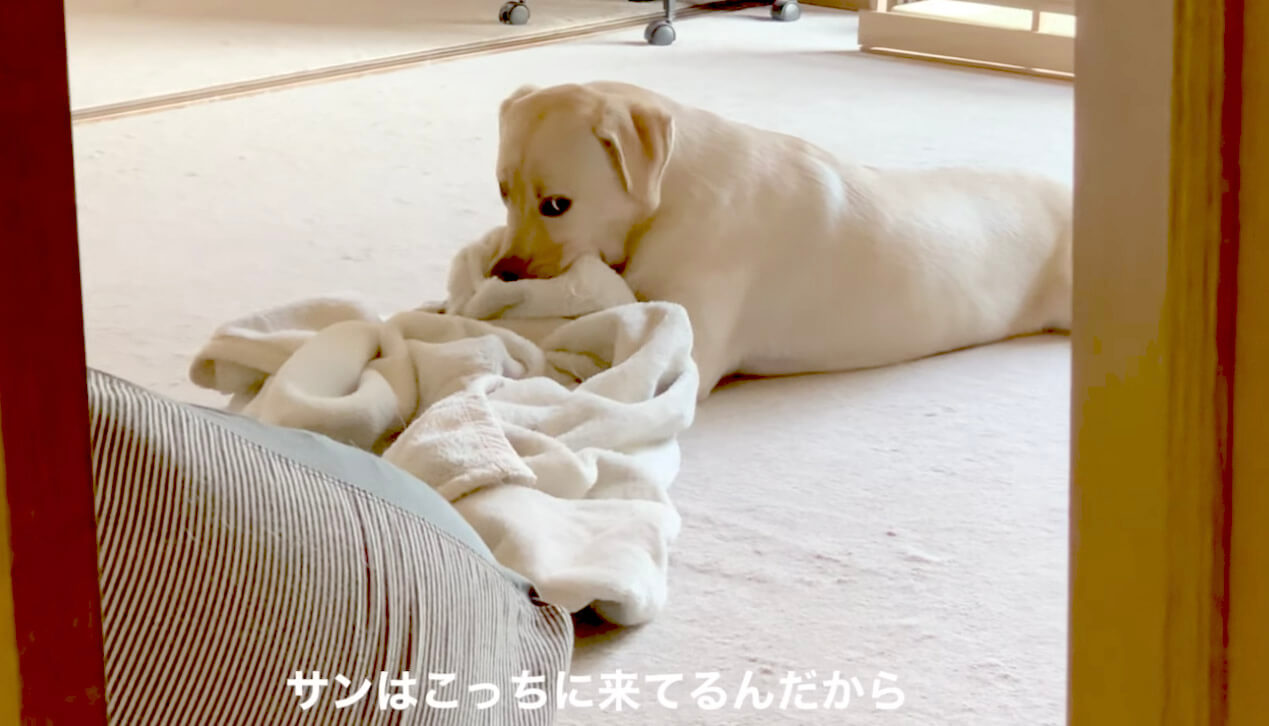 ラブラドールレトリーバー,動画