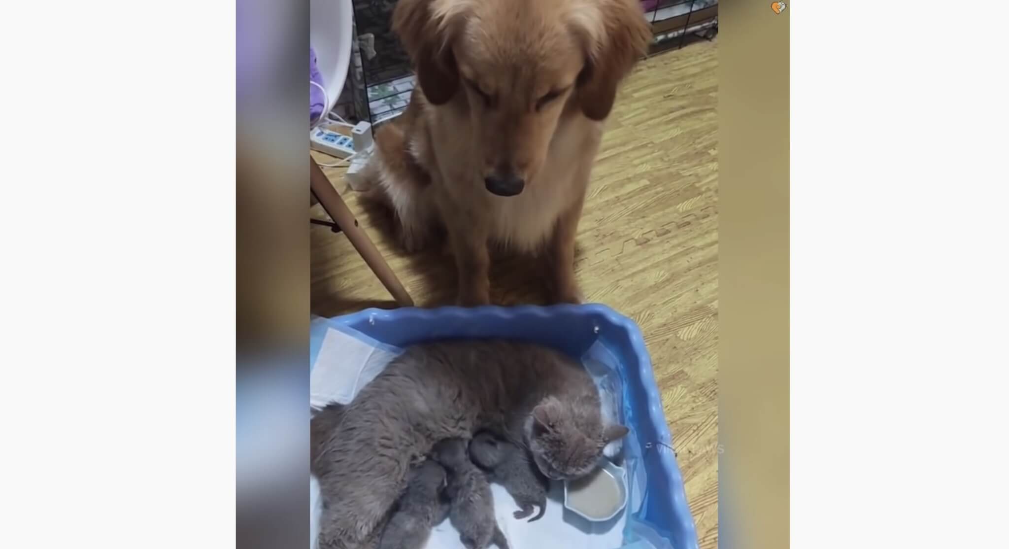 ゴールデンレトリーバー,動画