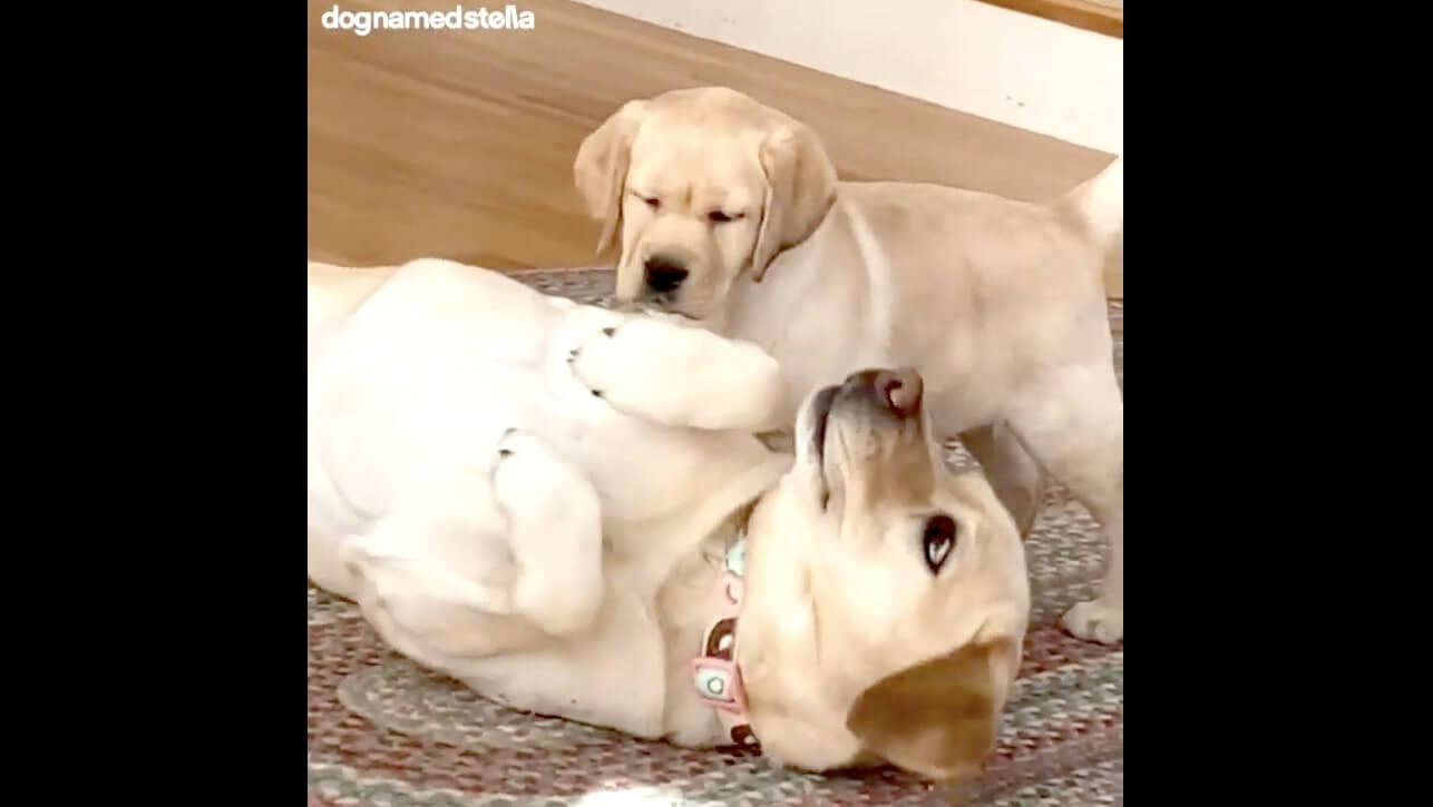ラブラドールレトリーバー,動画