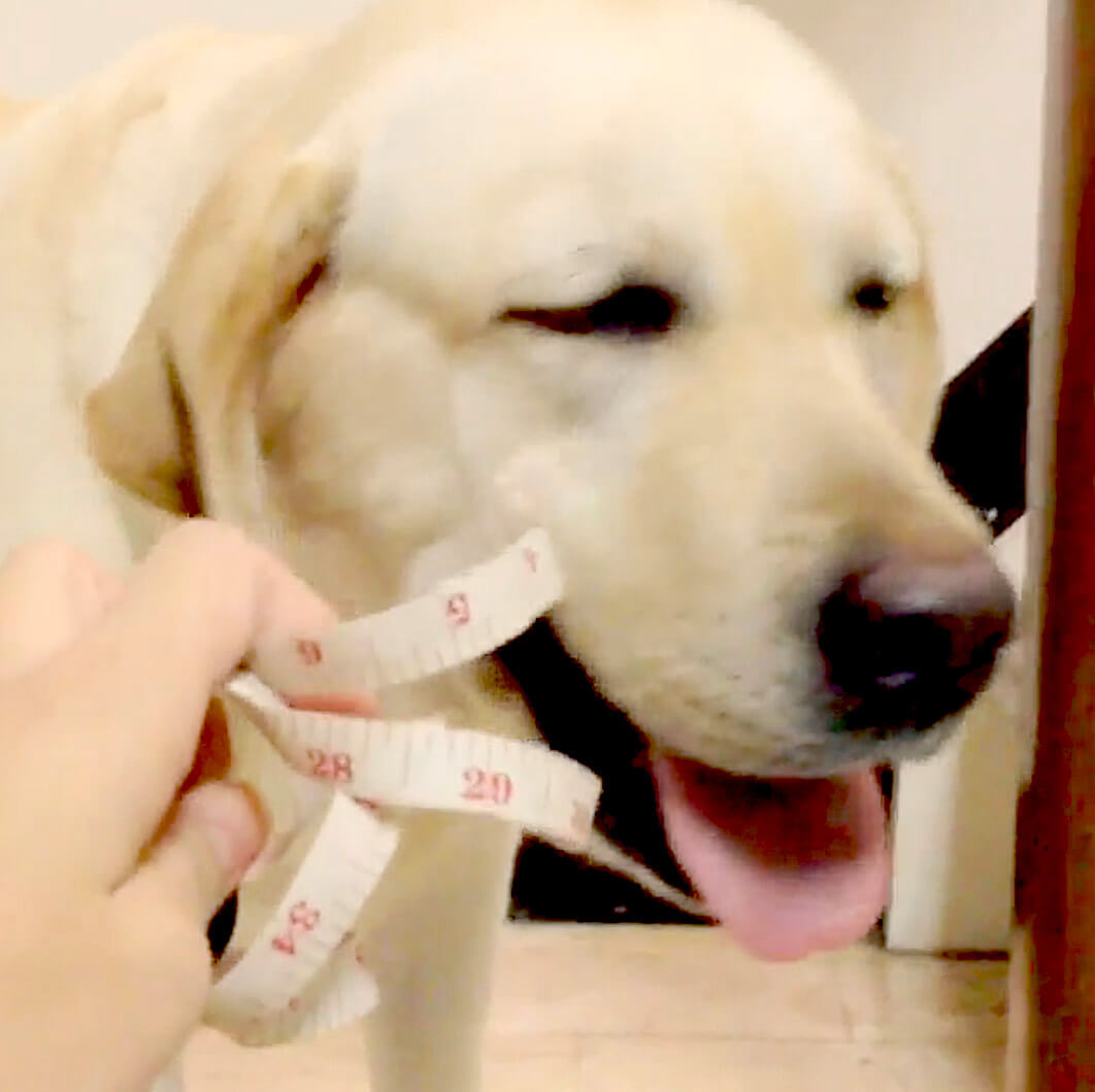 ラブラドールレトリーバー,動画