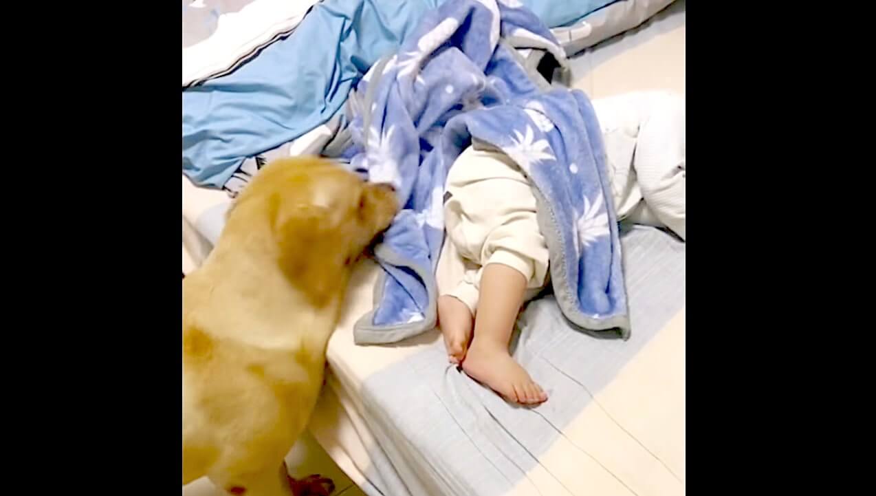 ラブラドールレトリーバー,動画