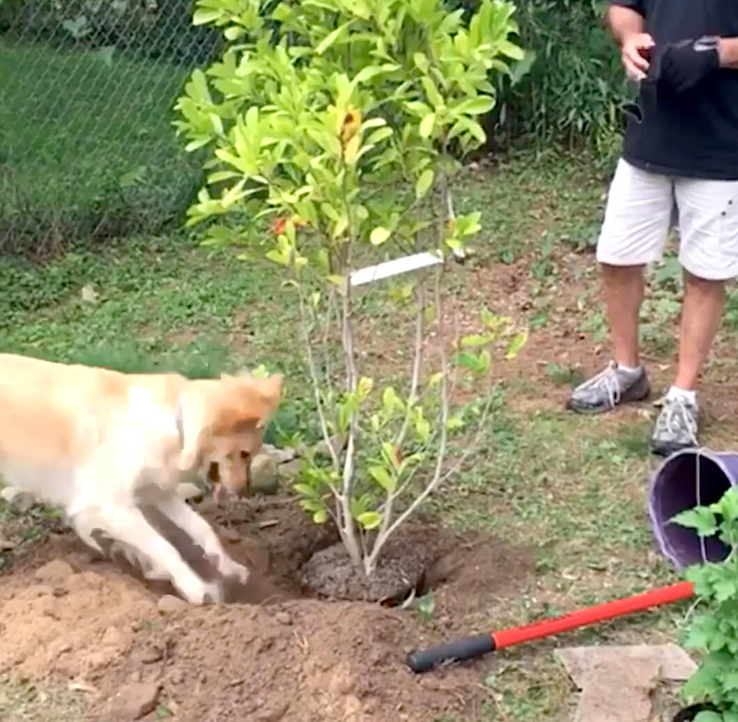 ゴールデンレトリーバー,動画