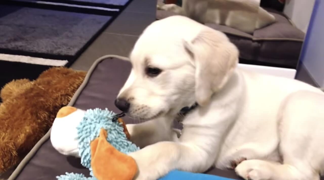 ラブラドールレトリーバー,動画