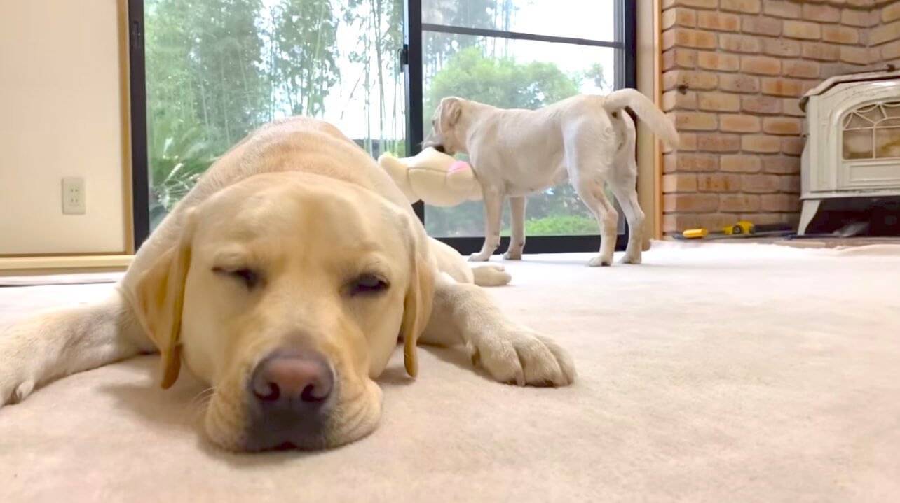 ラブラドールレトリーバー,動画