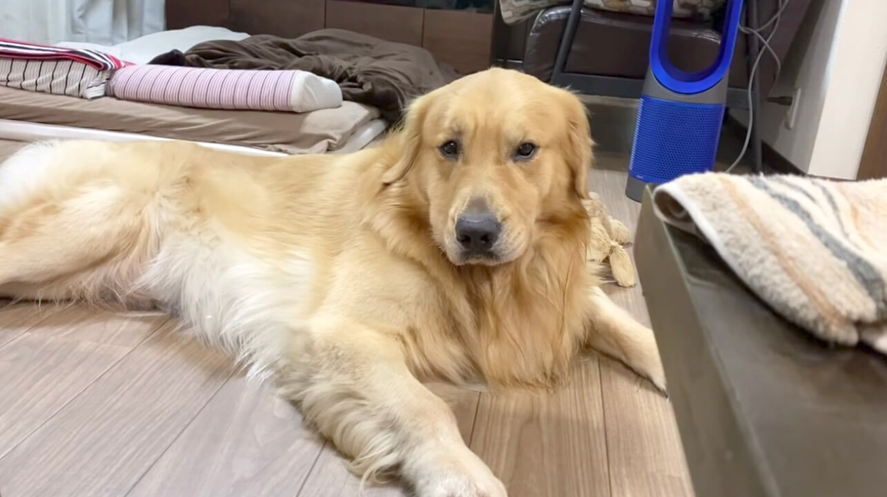 ゴールデンレトリーバー,動画