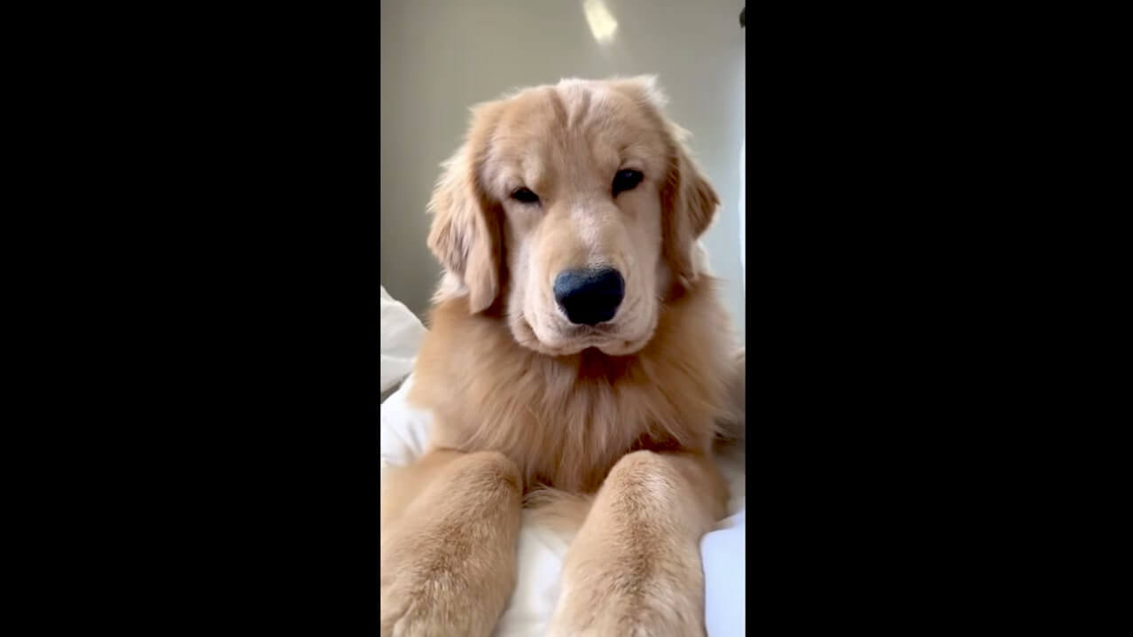 ゴールデンレトリーバー,動画