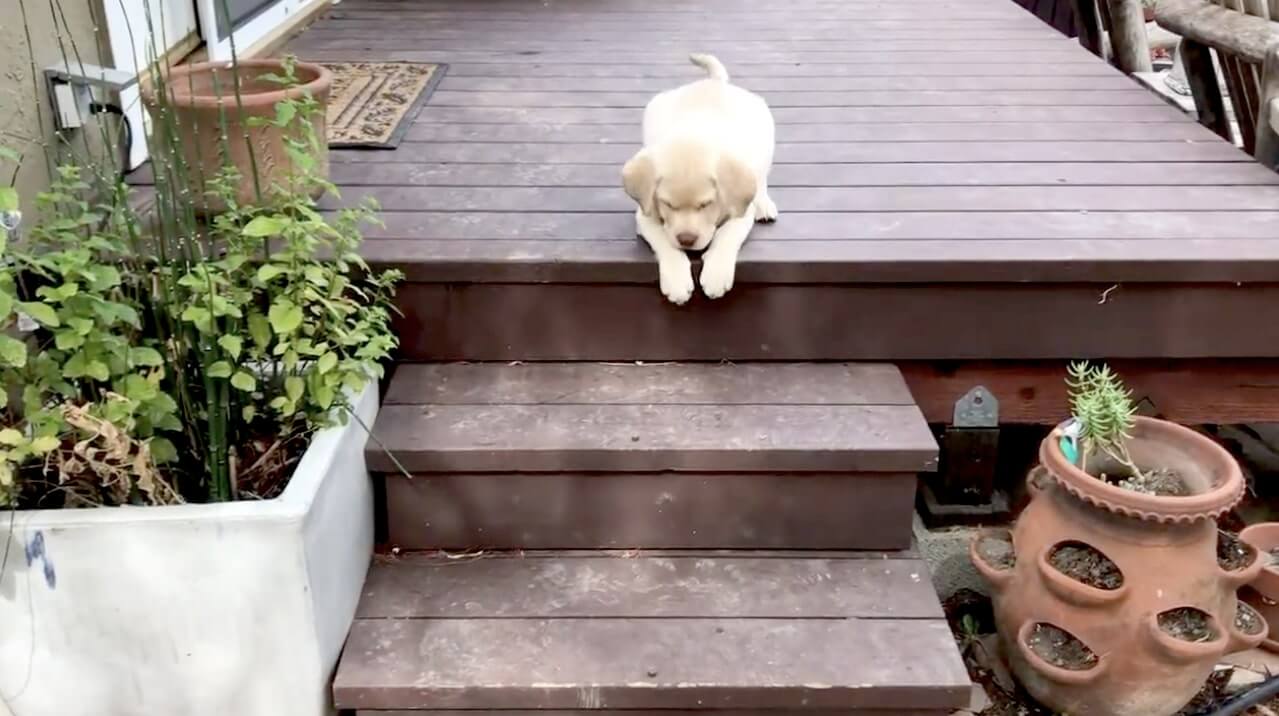 ラブラドールレトリーバー,動画