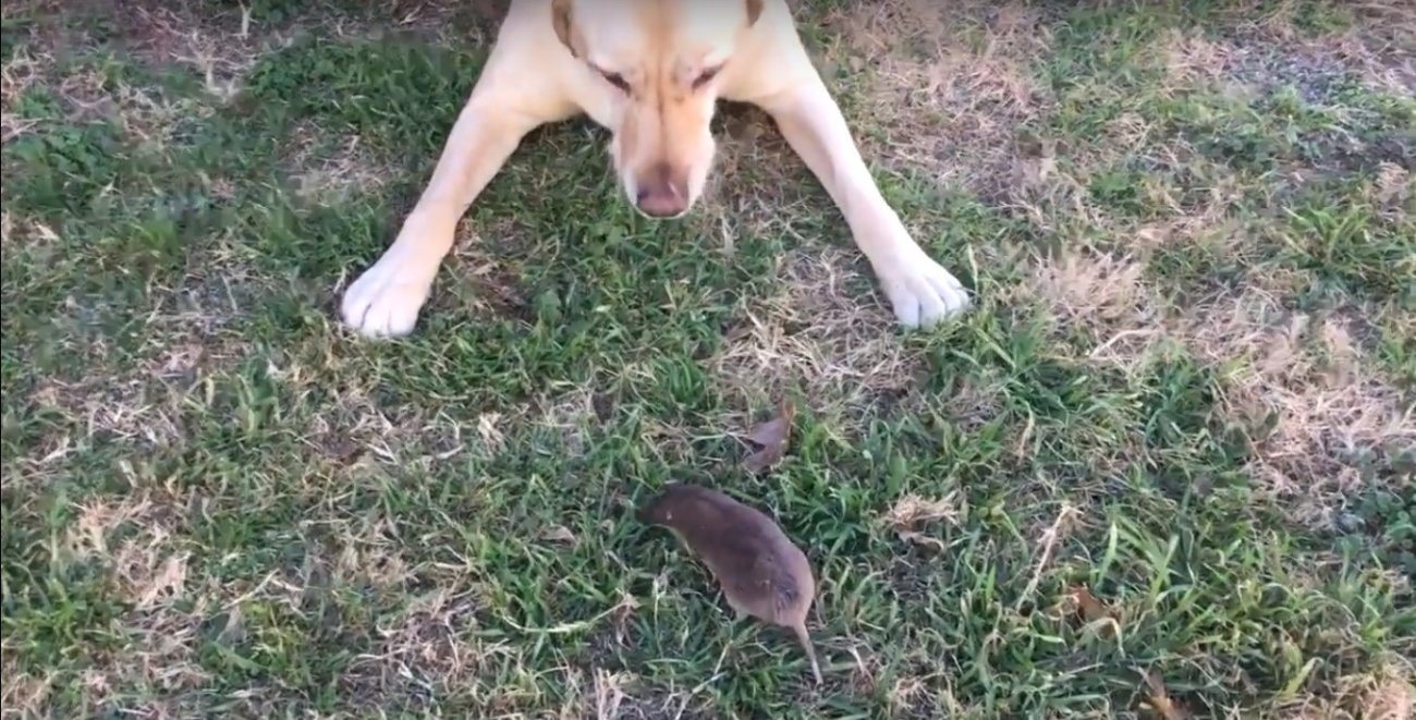 ラブラドールレトリーバー,動画