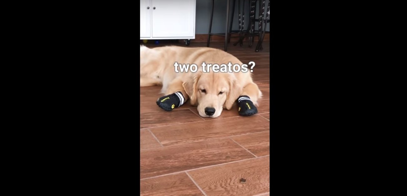 ゴールデンレトリーバー,動画