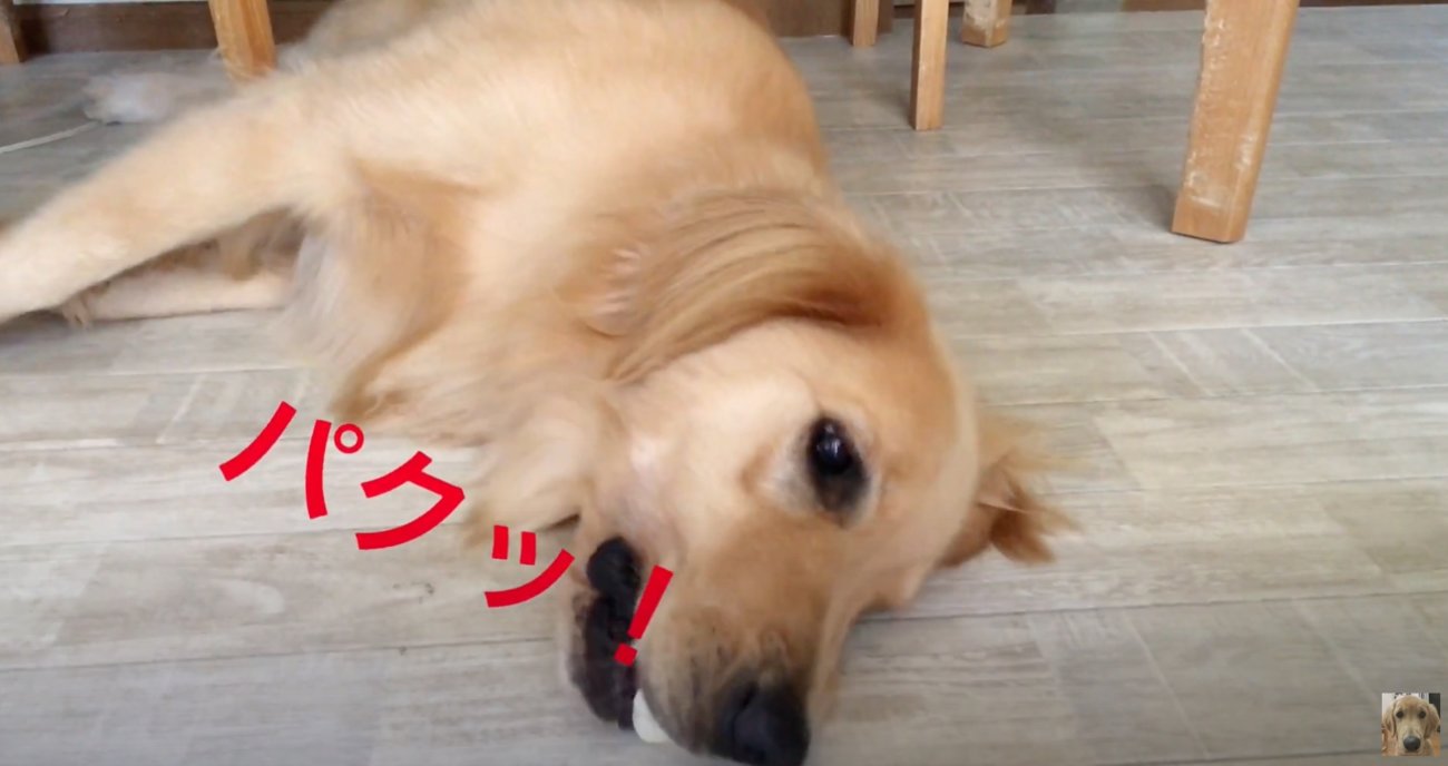 ゴールデンレトリーバー,動画