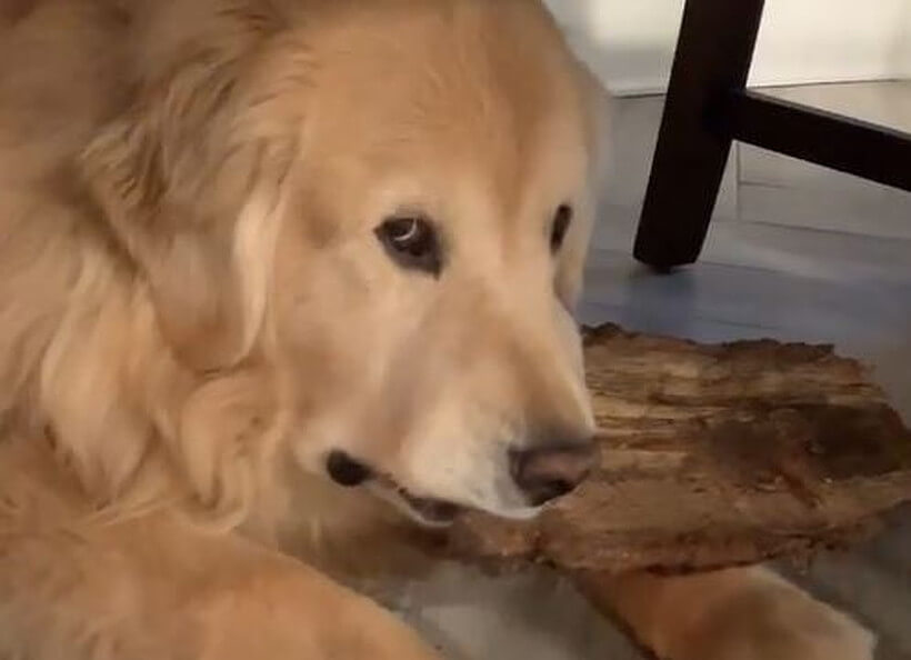 ゴールデンレトリーバー,動画