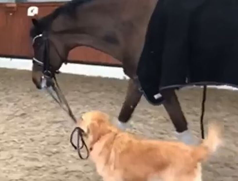 ゴールデンレトリーバー,動画