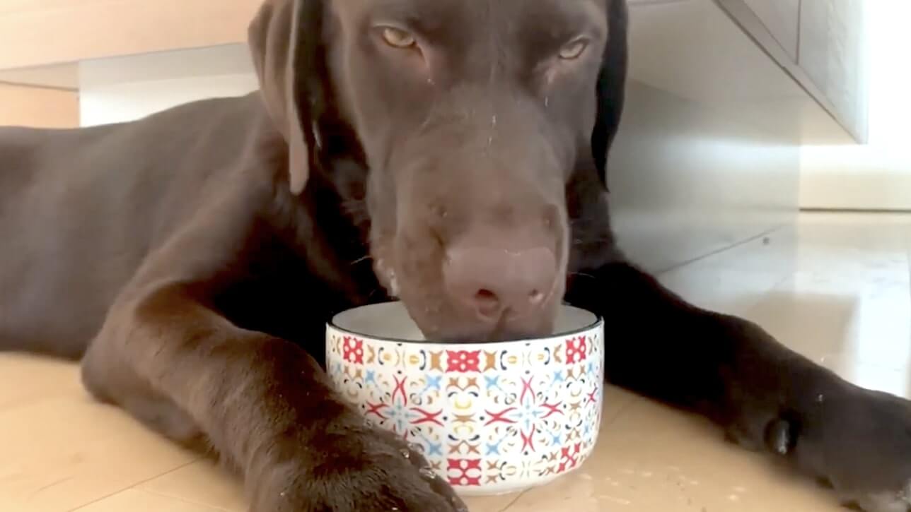 ラブラドールレトリーバー,動画