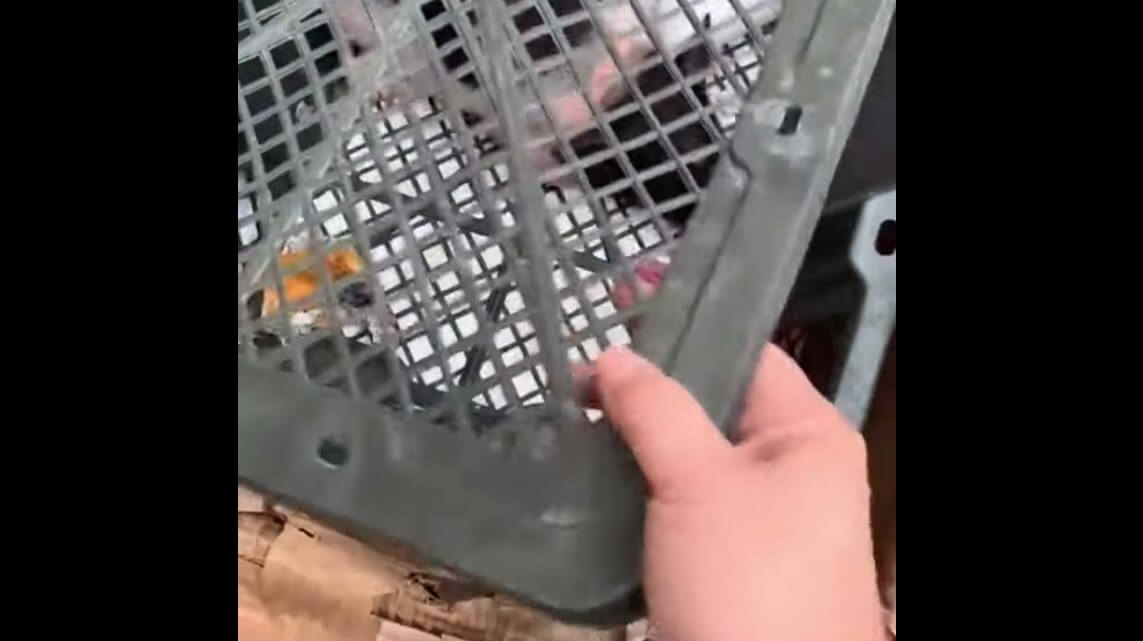 ラブラドールレトリーバー,動画