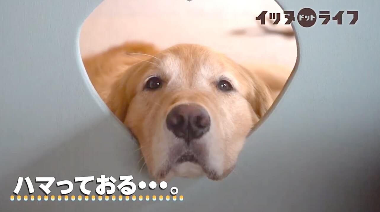 ゴールデン,動画,イッヌドットライフ