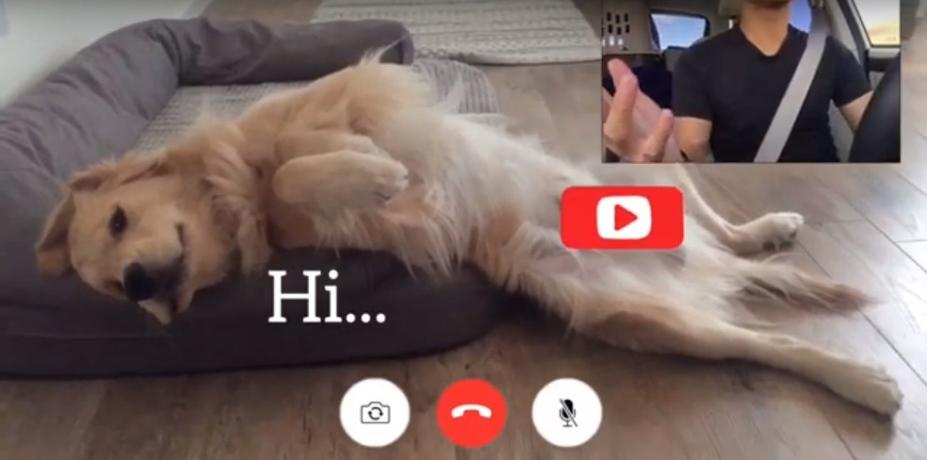 ゴールデンレトリーバー,動画