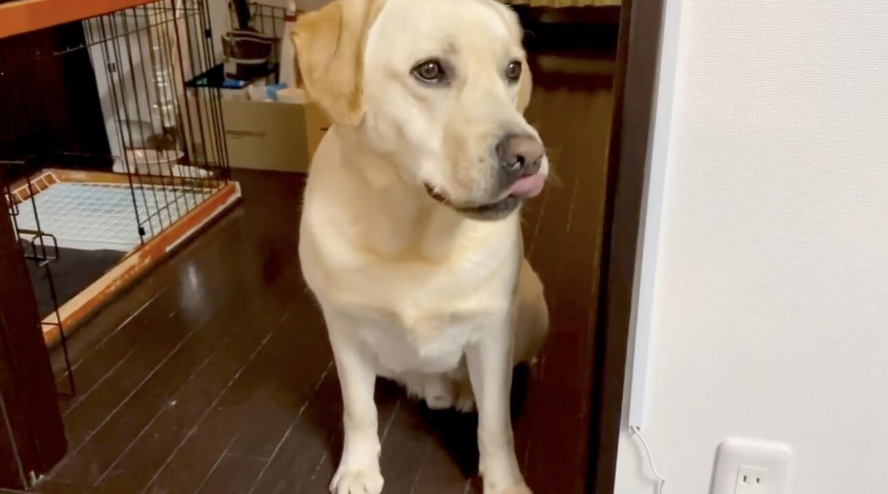 ラブラドールレトリーバー,動画