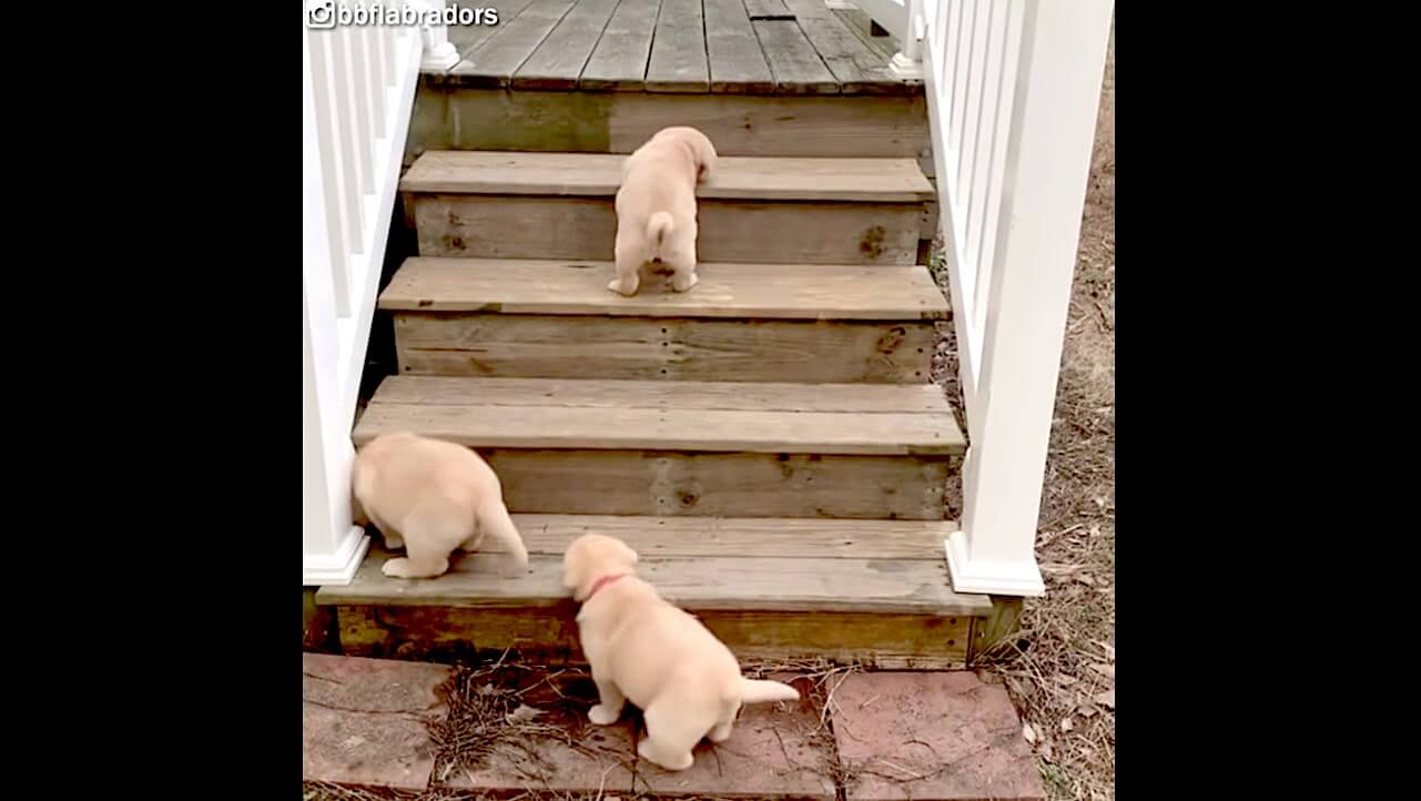 ラブラドールレトリーバー,動画