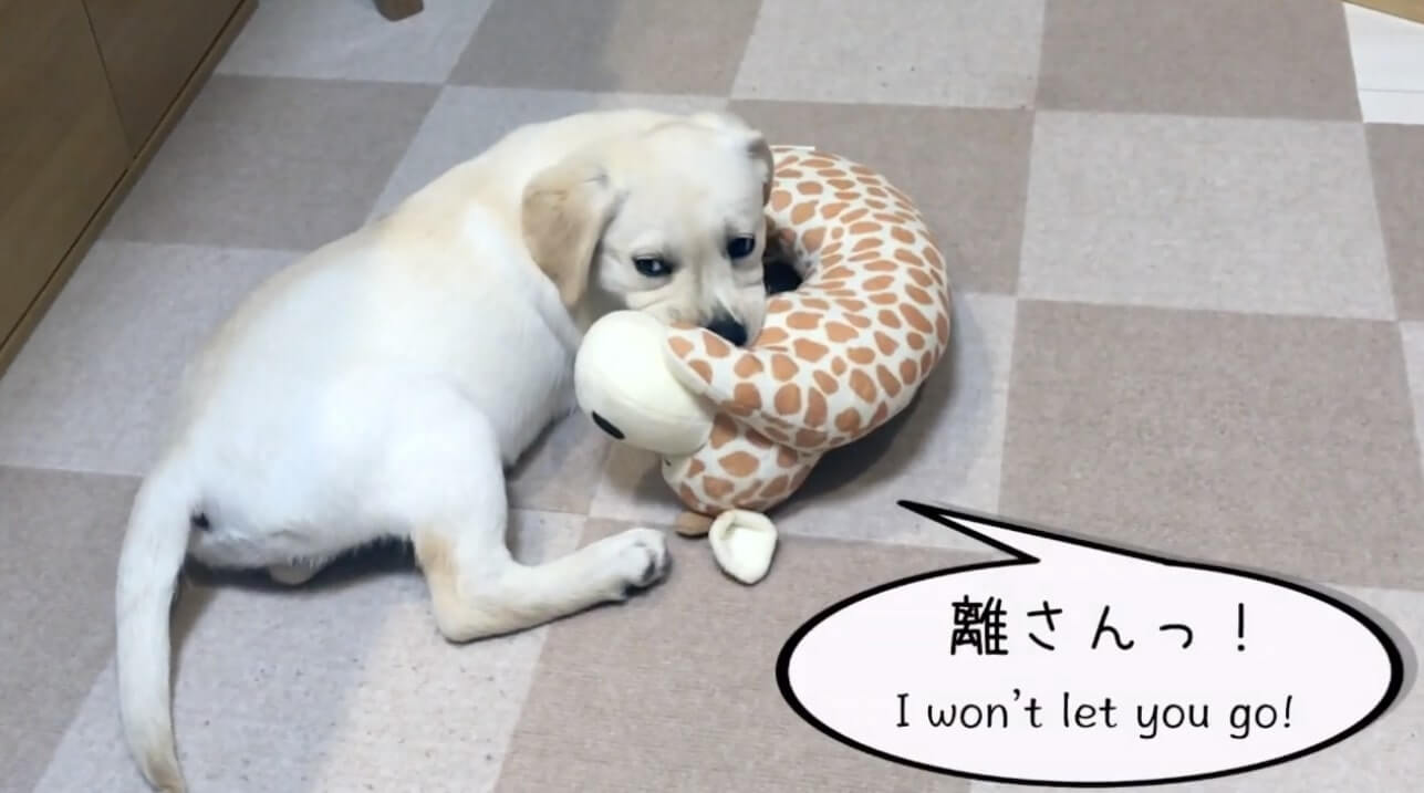 ラブラドールレトリーバー,動画