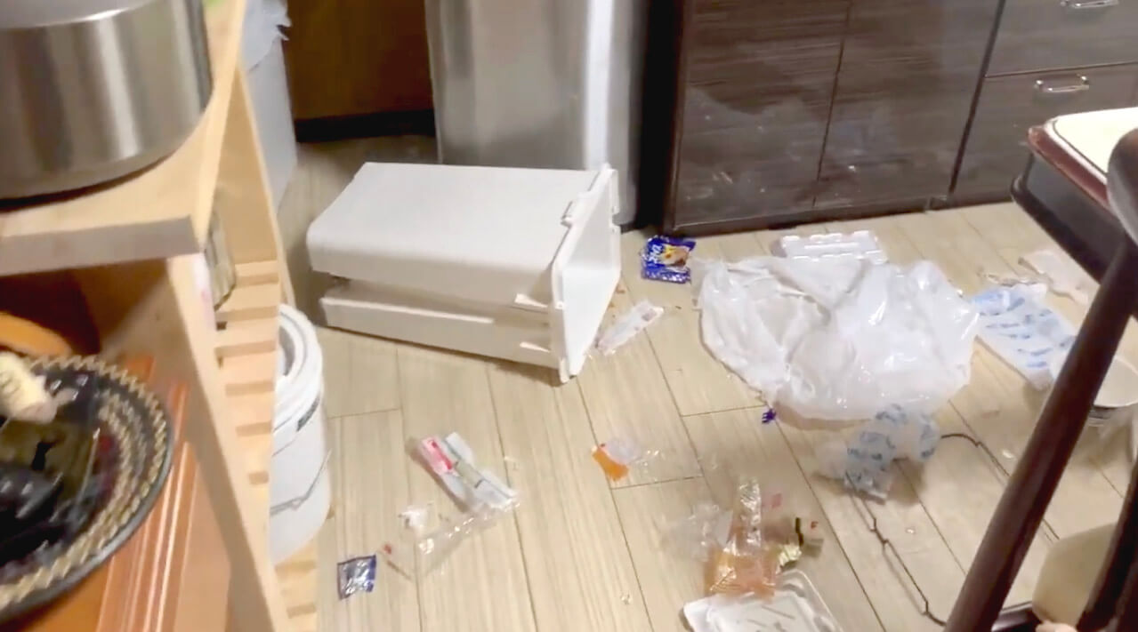 ラブラドールレトリーバー,動画