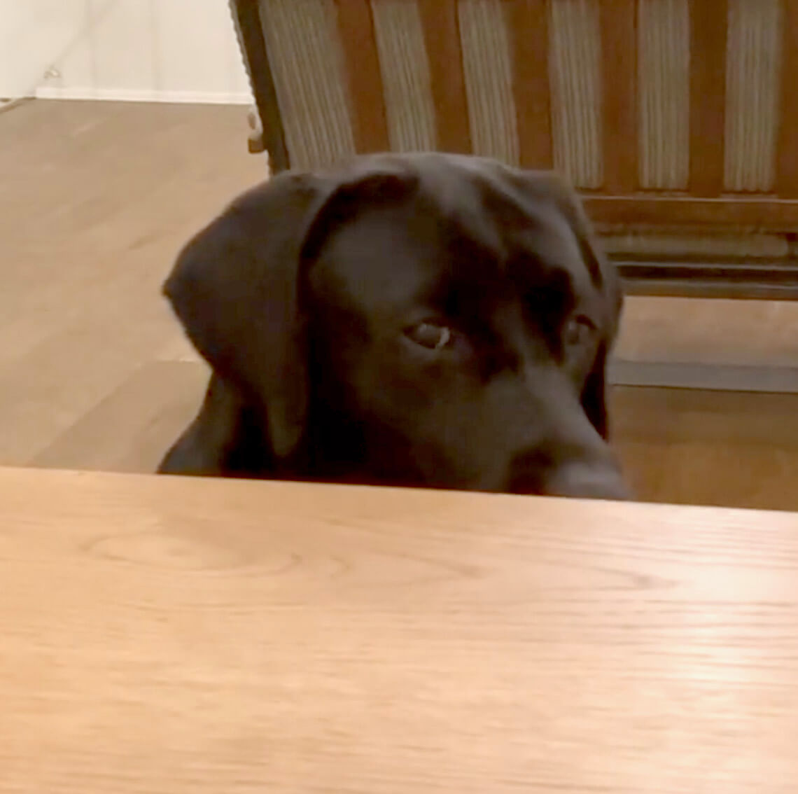 ラブラドールレトリーバー,動画