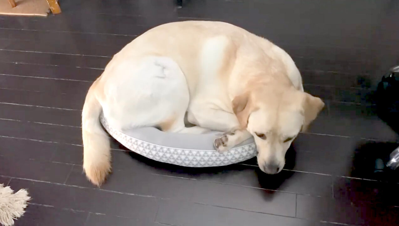 ラブラドールレトリーバー,動画